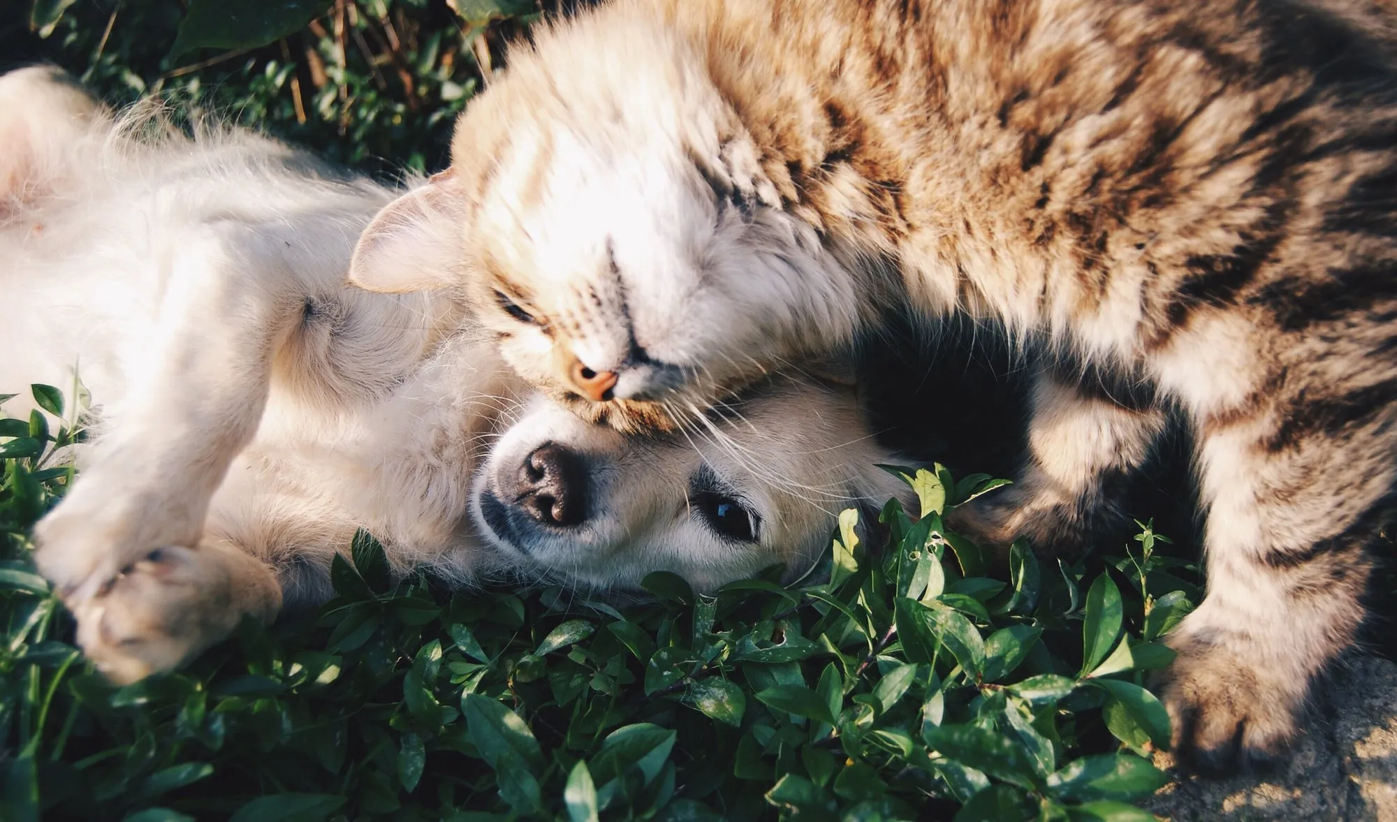 仲良しの犬と猫