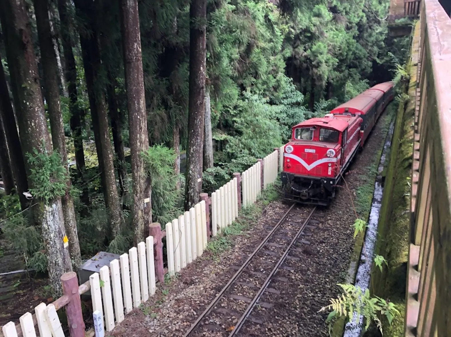 阿里山日帰りツアー